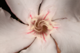 Nerium oleander RCP8-2016 (104).JPG